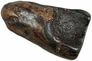 Fossil Dinosaur (Triceratops) Shed Tooth - Montana #234686