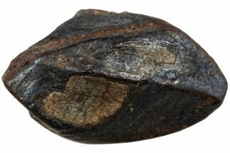 Fossil Dinosaur (Triceratops) Tooth - Montana #234698