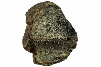 Fossil Dinosaur (Triceratops) Tooth - Montana #234714