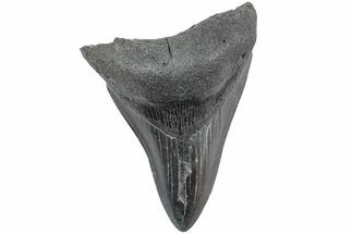Serrated, Fossil Megalodon Tooth - South Carolina #234512