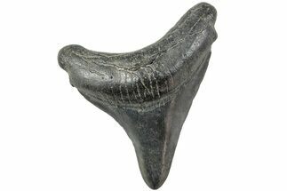 Fossil Megalodon Tooth - South Carolina #234529