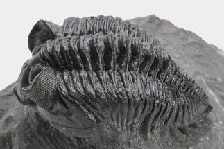 Coltraneia Trilobite Fossil - Huge Faceted Eyes #225325