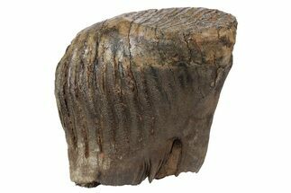 Fossil Woolly Mammoth Molar - Siberia #235034