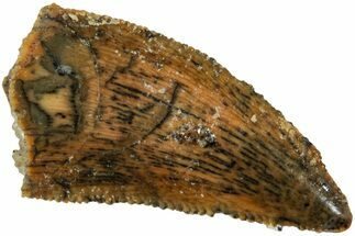 Serrated, Raptor Tooth - Real Dinosaur Tooth #234876