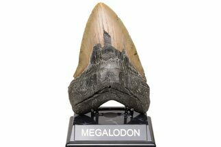 Huge, Fossil Megalodon Tooth - North Carolina #235126
