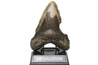Bargain, Fossil Megalodon Tooth - North Carolina #235137