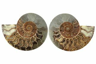 Cut & Polished, Agatized Ammonite Fossil - Madagascar #234817