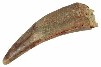 Fossil Pterosaur (Siroccopteryx) Tooth - Morocco #235012