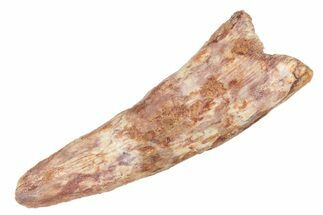 Fossil Pterosaur (Siroccopteryx) Tooth - Morocco #235031