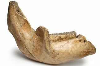 Woolly Mammoth Jaw with M Molar - Germany #235234