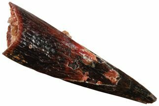 Fossil Pterosaur (Siroccopteryx) Tooth - Morocco #234949