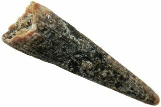 Fossil Pterosaur (Siroccopteryx) Tooth - Morocco #234952