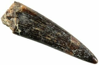 Fossil Pterosaur (Siroccopteryx) Tooth - Morocco #234958