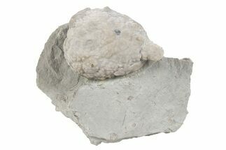 Cystoid (Holocystites) Fossil - Indiana #232690