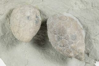 Two Cystoid (Holocystites) Fossils - Indiana #232691