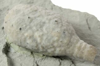 Cystoid (Holocystites) Fossil - Indiana #232700