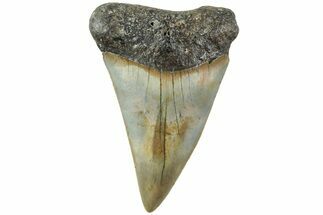 Fossil Broad-Toothed Mako Shark Tooth - North Carolina #235215