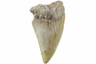 Fossil Broad-Toothed Mako Shark Tooth - North Carolina #235222
