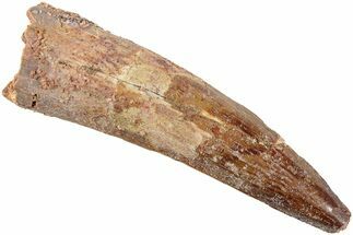 Fossil Spinosaurus Tooth - Real Dinosaur Tooth #235100