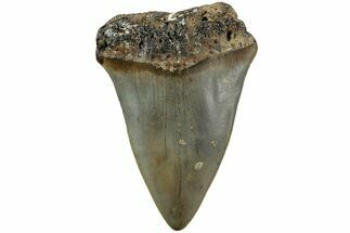Fossil Broad-Toothed Mako Shark Tooth - North Carolina #235180