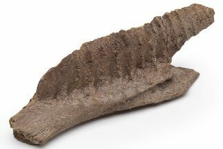 Dinosaur (Thescelosaurus) Jaw Section w/ Tooth Sockets - Montana #235535