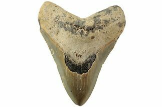 Serrated, Fossil Megalodon Tooth - North Carolina #235442