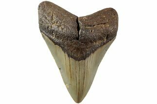 Serrated, Fossil Megalodon Tooth - North Carolina #235448