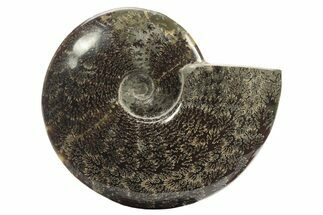 Polished Fossil Ammonite (Cleoniceras) - Madagascar #234619
