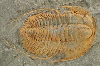 Cambrian Trilobite (Hamatolenus) - Tinjdad, Morocco #235791