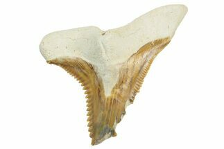 Fossil Shark Tooth (Hemipristis) - Bone Valley, Florida #235619