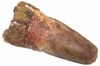 Fossil Spinosaurus Tooth - Real Dinosaur Tooth #235861