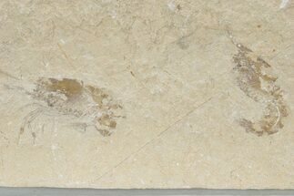 Two Cretaceous Fossil Shrimp - Lebanon #236032