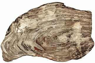 Polished Oligocene Petrified Wood (Pinus) - Australia #221127