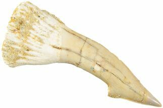Fossil Sawfish (Onchopristis) Rostral Barb - Morocco #236111