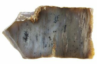 Agate Replaced Petrified Wood Slab - Texas #236151