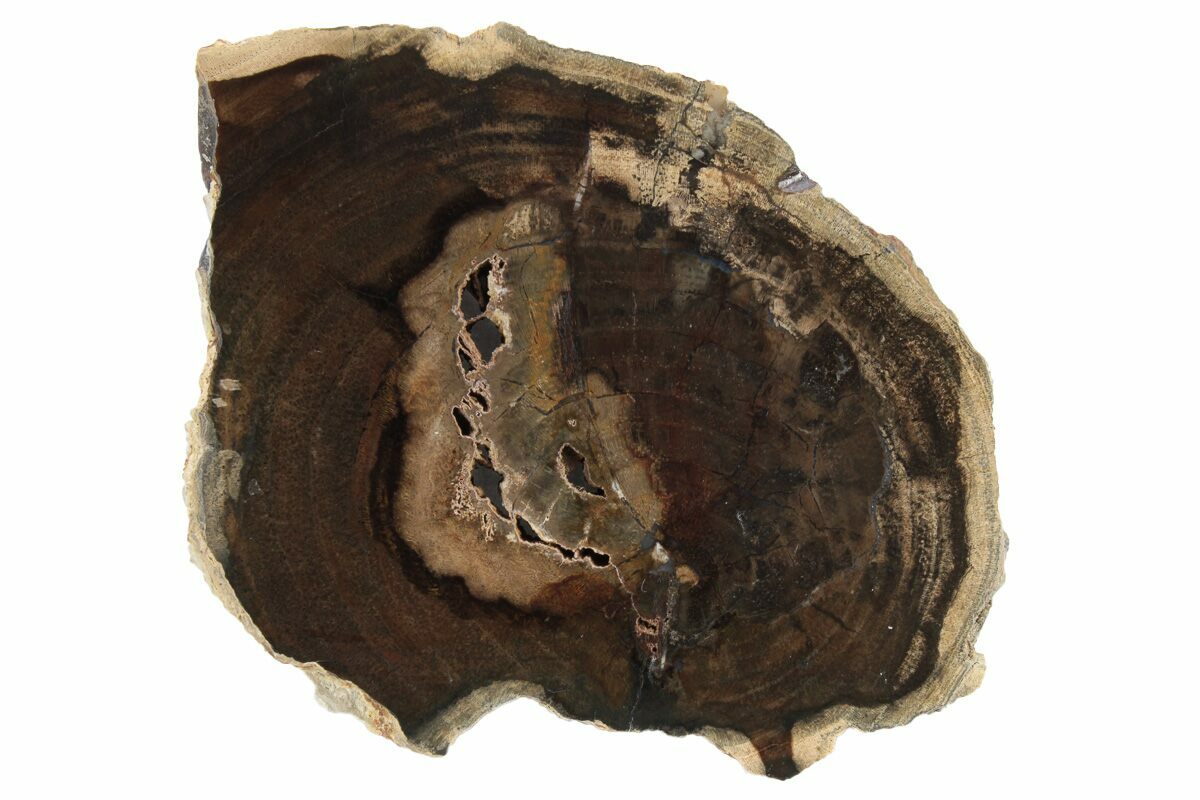 38 Petrified Wood Cherry Slab Mcdermitt Oregon 236154 For