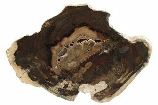 Petrified Wood (Cherry) Slab - McDermitt, Oregon #236155