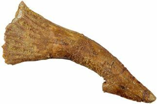 Fossil Sawfish (Onchopristis) Rostral Barb - Morocco #236114
