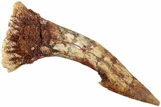 Fossil Sawfish (Onchopristis) Rostral Barb - Morocco #236124