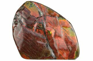 Fiery Red Ammolite (Fossil Ammonite Shell) - Alberta #236403