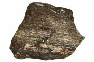 Polished Petrified Tropical Hardwood Slab - Texas #236518