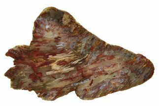 Colorful, Petrified Wood Slab - Texas #236523