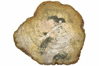 Polished Petrified Wood (Legume) Round - Texas #236481