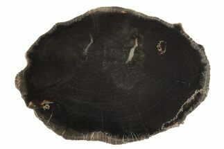 Triassic Petrified Wood (Conifer) Round - Utah #236555