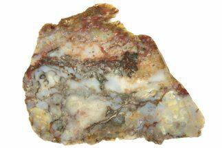 Colorful Petrified Wood Slab - Texas #236499