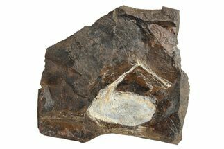 Fossil Ginkgo Leaf From North Dakota - Paleocene #236654