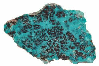 Colorful Chrysocolla and Shattuckite Slab - Mexico #236828