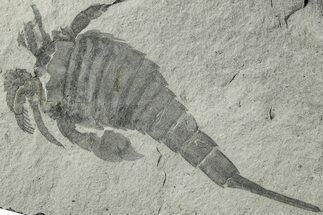 Sea Scorpion (Eurypterus) Fossil - New York #236948