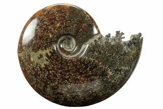 Polished Ammonite (Cleoniceras) Fossil - Madagascar #233502