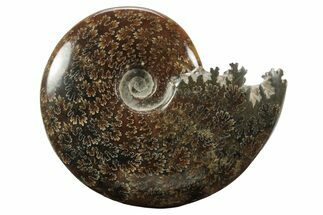 Polished Ammonite (Cleoniceras) Fossil - Madagascar #233509